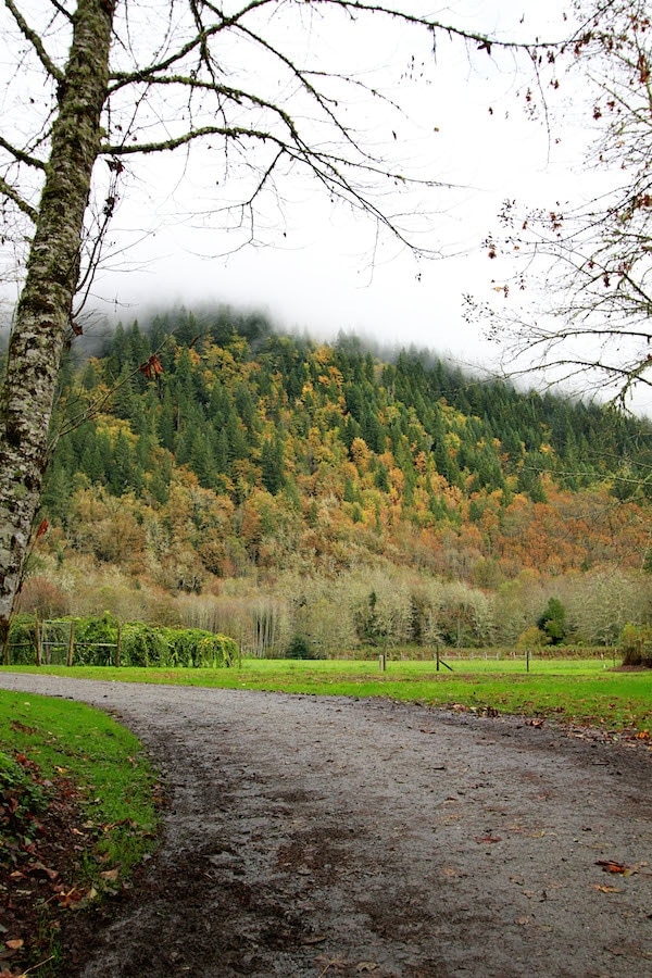 A path with trees on the side of a dirt road