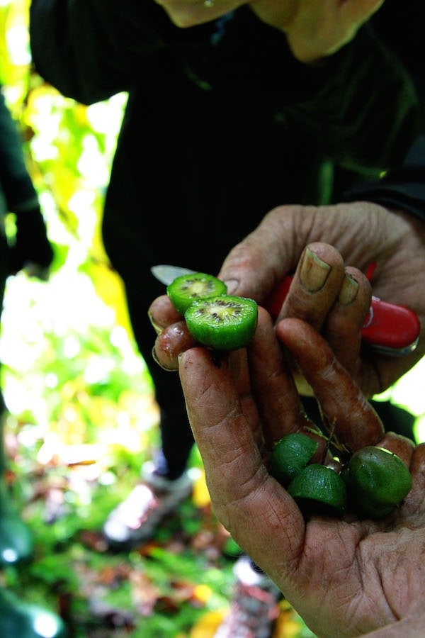 Kiwis