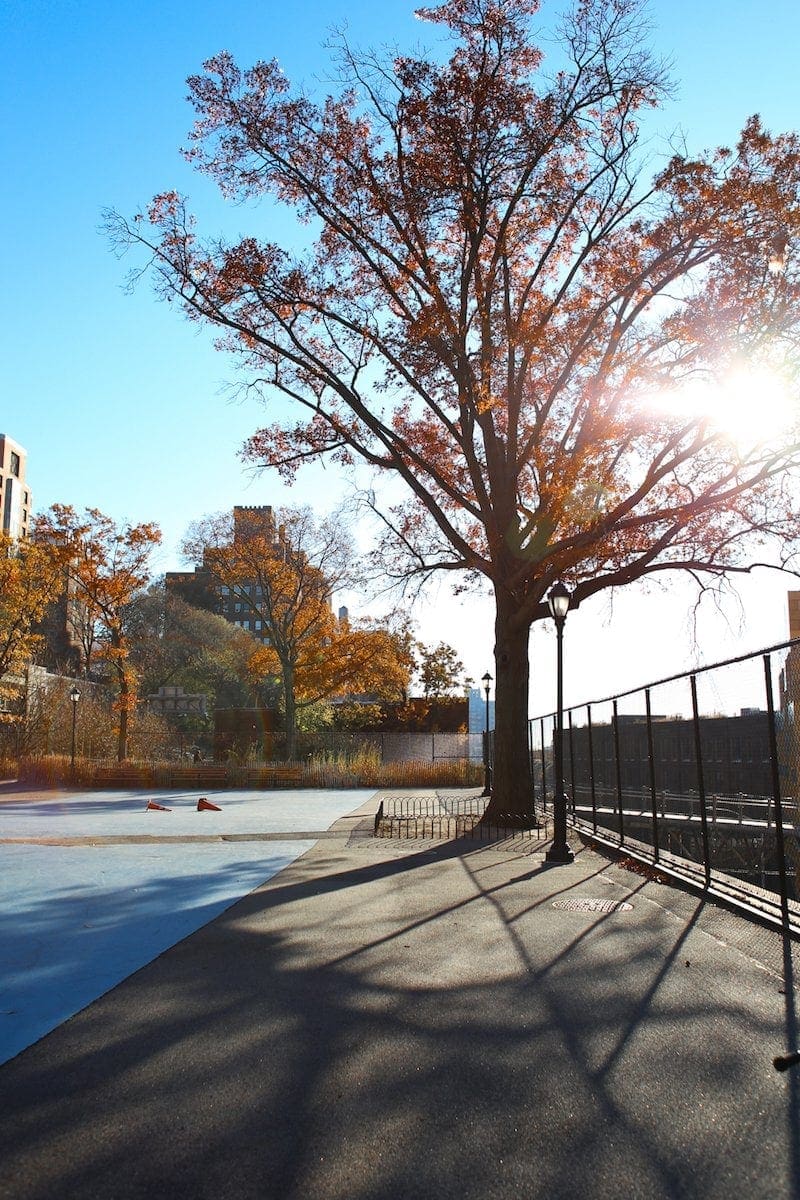 A close up of a tree