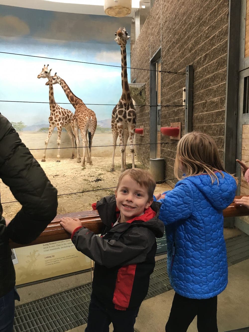 People looking at giraffes