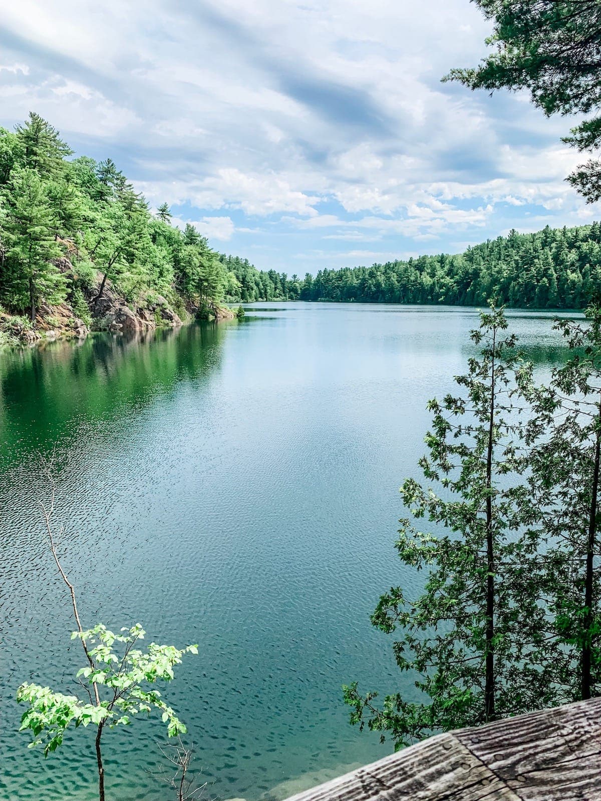 A body of water surrounded by trees