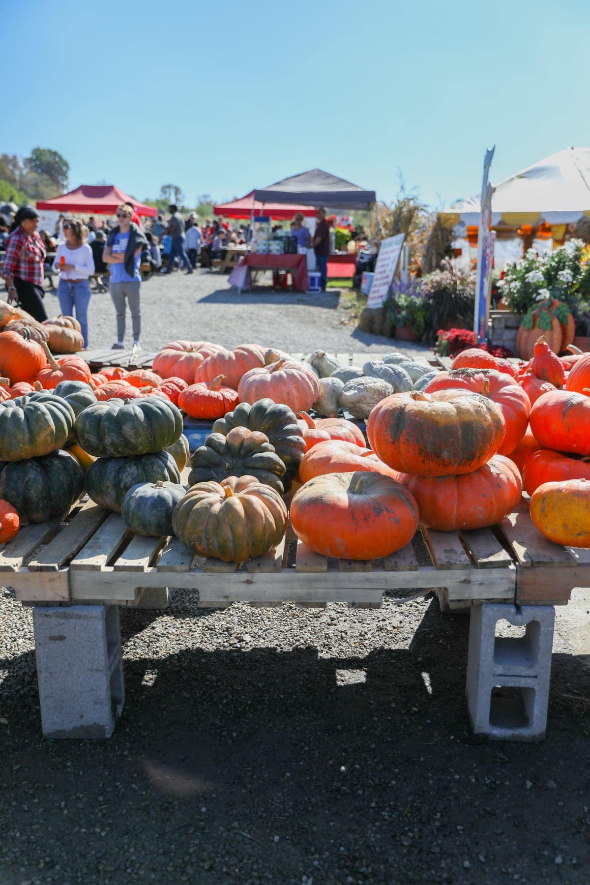 A table of pumpkins