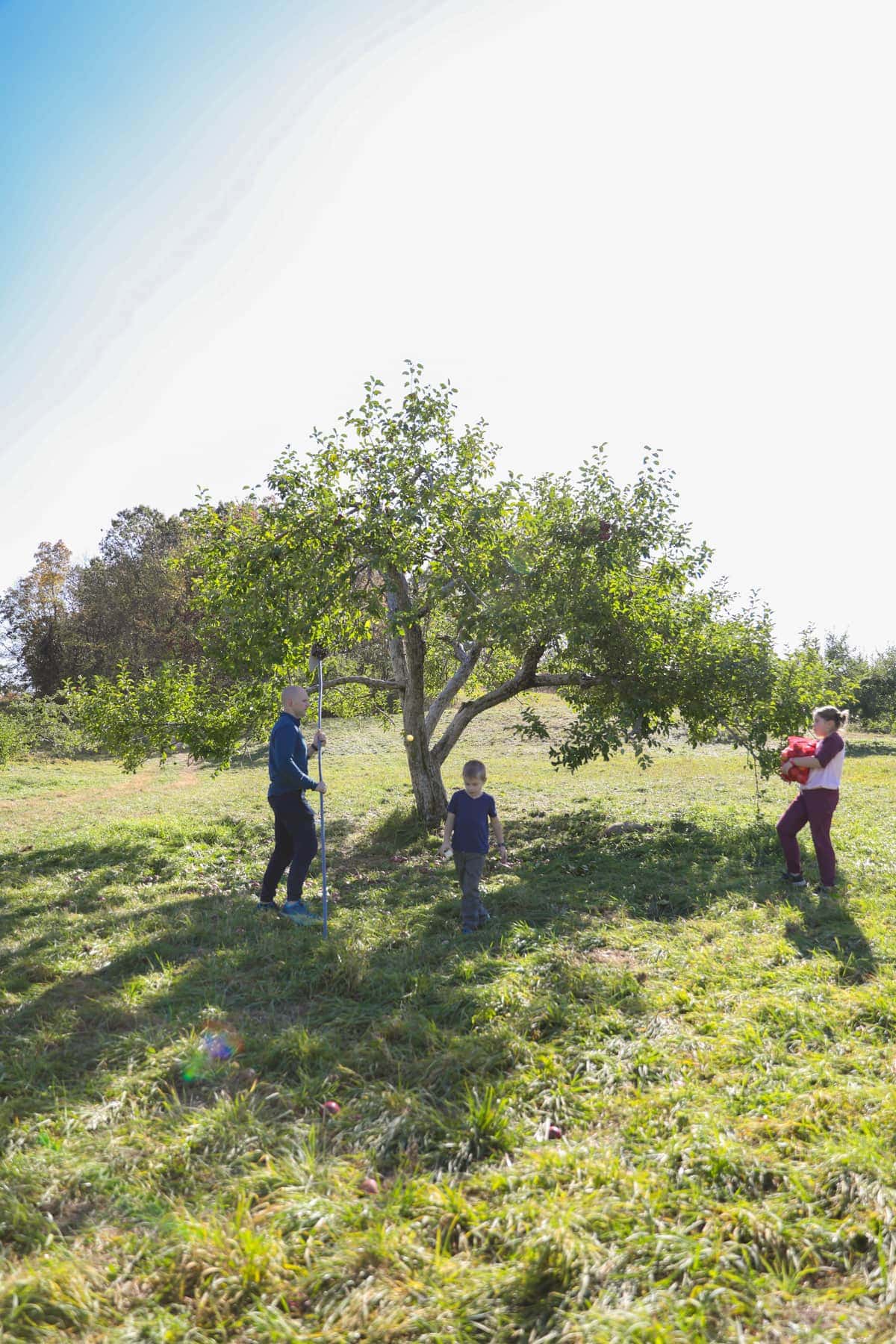 A group of people picking fruit from a tree