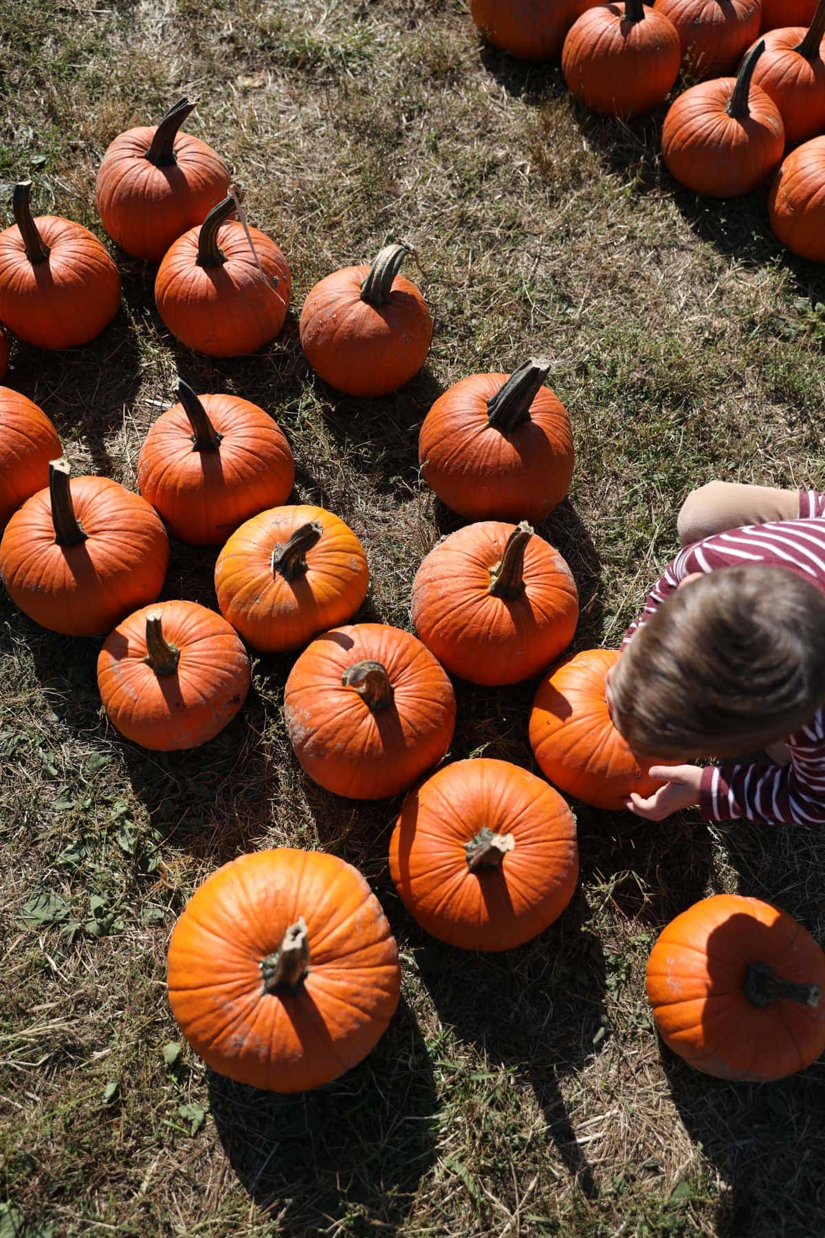 Brooke picking out a pumpkin