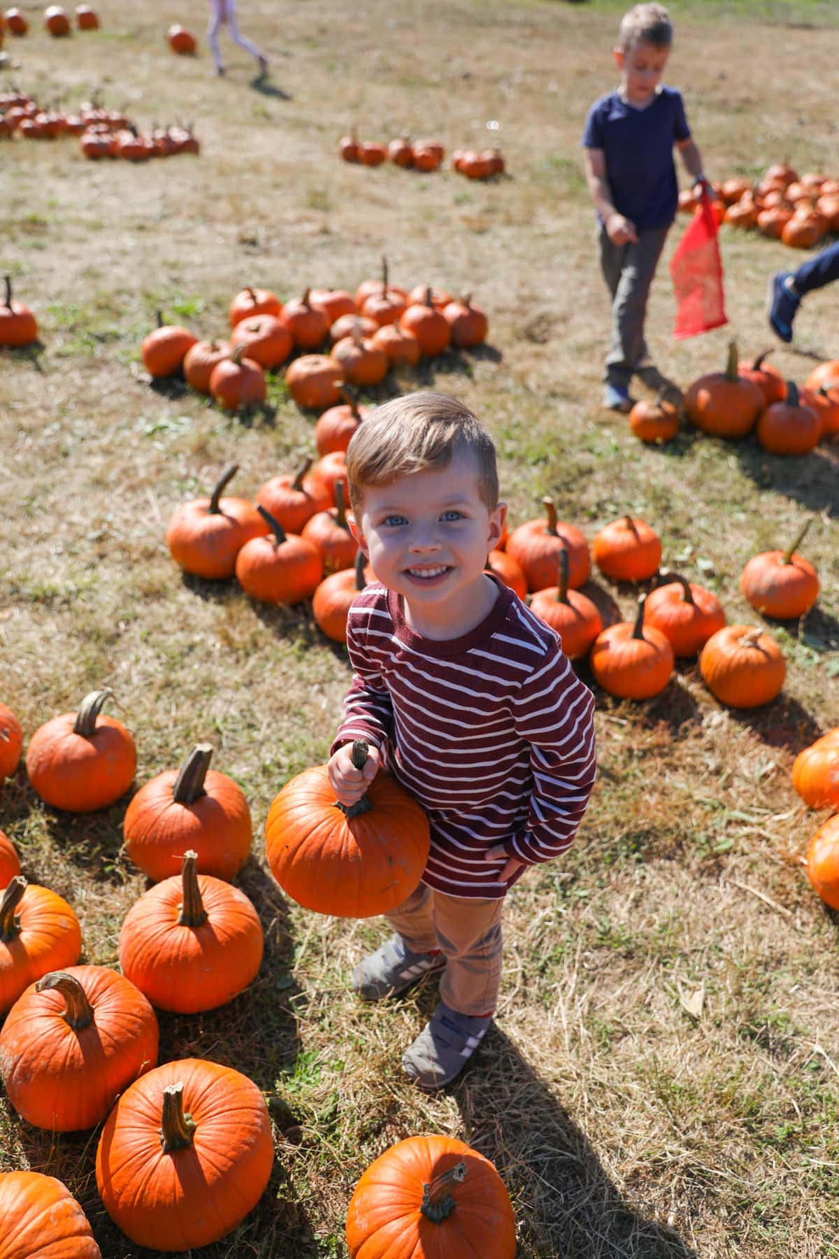 Eddie in a field of pumpkins