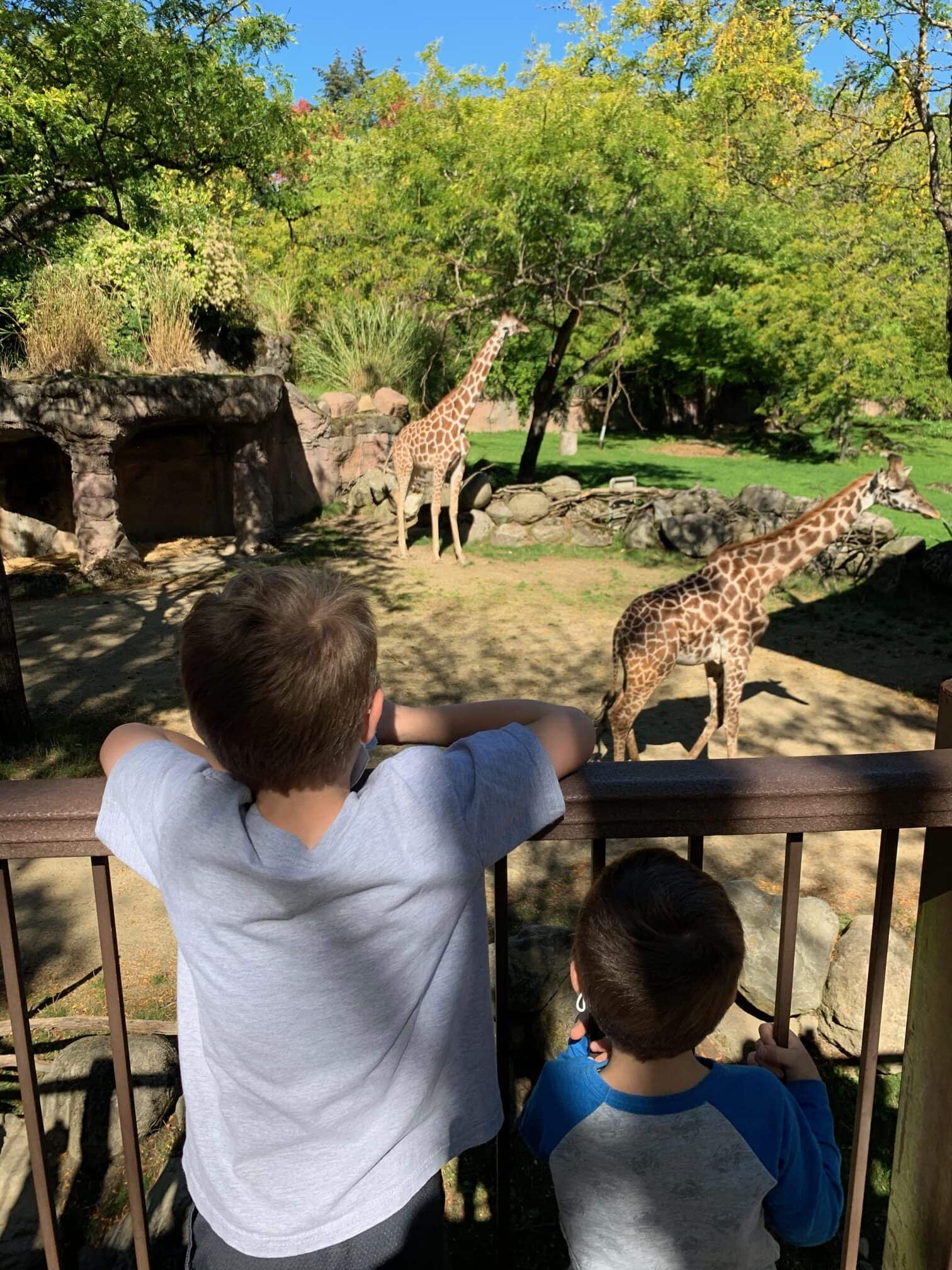 two boys at the zoo